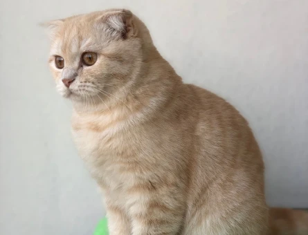 Scottish Fold Kızıma eş Arıyorum - 118982840