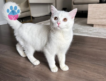 British shorthair erkek kedime eş arıyorum