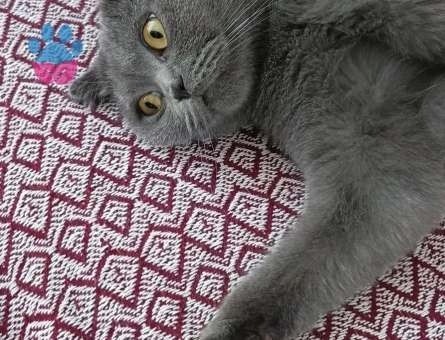 Scottısh fold kızıma damat