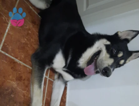 1.5 yaşındaki oğluma Eş Arıyorum