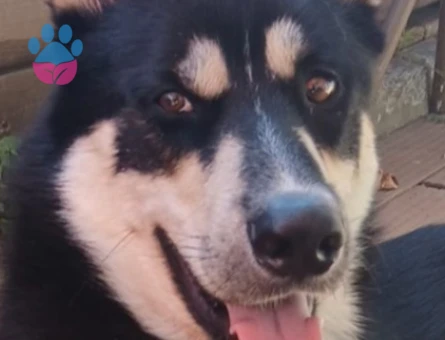 1.5 yaşındaki oğluma Eş Arıyorum