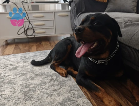 2 Yaşında Erkek Rot Çiftleşme İlanı