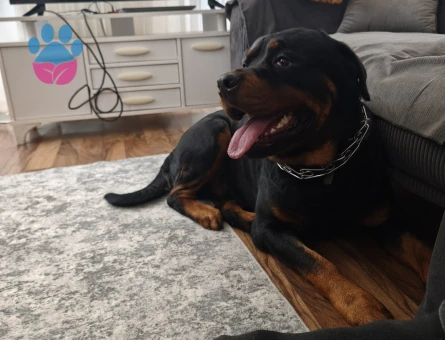 2 Yaşında Erkek Rot Çiftleşme İlanı