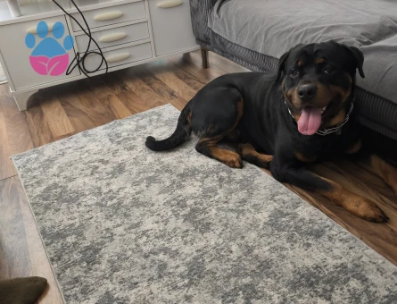 2 Yaşında Erkek Rot Çiftleşme İlanı