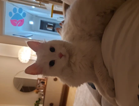 Van Kedisi Dişi 1 Yaşında