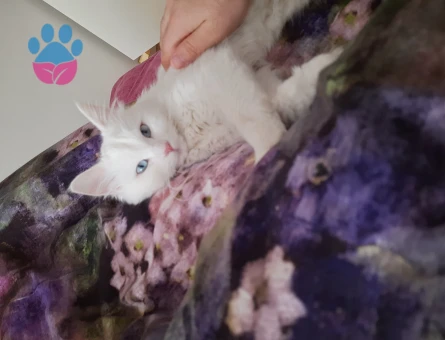 Van Kedisi Dişi 1 Yaşında