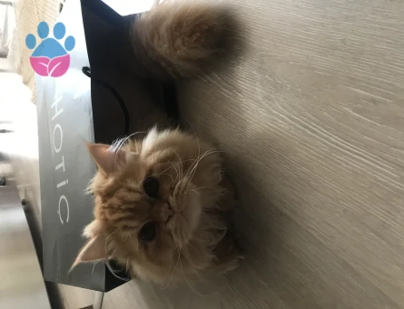 Chinchilla 1,5 Yaşında Eş Arıyor