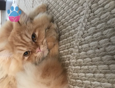 Chinchilla 1,5 Yaşında Eş Arıyor