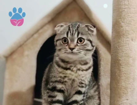 Scottish Fold 1 Yaşında Eş Arıyor