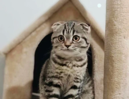 Scottish Fold 1 Yaşında Eş Arıyor - 118965834