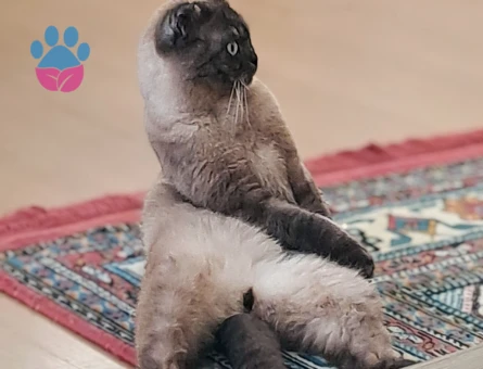 Scottish Fold 1 Yaşında Eş Arıyor