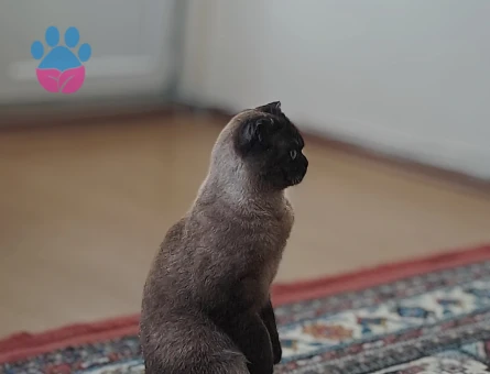 Scottish Fold 1 Yaşında Eş Arıyor