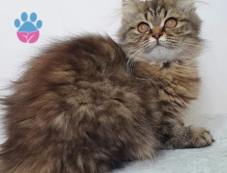 Scottish Fold 1 Yaşında Eş Arıyor