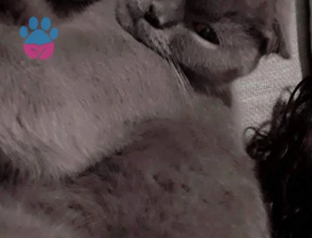 Scottish Fold Kedim Pamuk Eş Arıyor