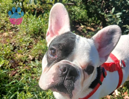 French Bulldog Korsan 1 Yaşında Eş Arıyor