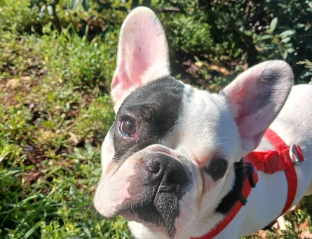 French Bulldog Korsan 1 Yaşında Eş Arıyor - 118965844