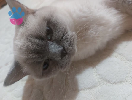 British Shorthair Bluepoint Kızgınlıkta