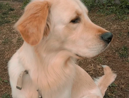 Golden Retriver 2 Yaşında Eş Arıyor - 118965847