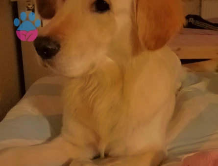 Golden Retriver 2 Yaşında Eş Arıyor