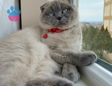 Scottish Fold 11 aylık oğluma eş arıyorum.