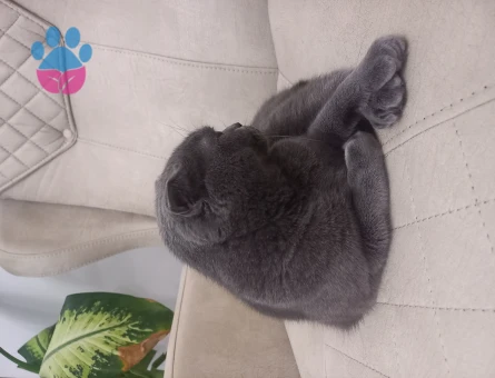 Scottish Fold Kızgınlıkta Eş Arıyor