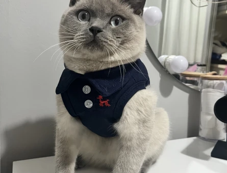 Blue point britsh erkek kedime dişi kedi - 118976265