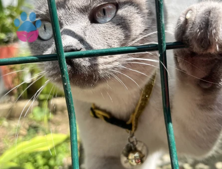 Blue point britsh erkek kedime dişi kedi