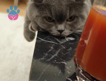 Kedime eş arıyorum