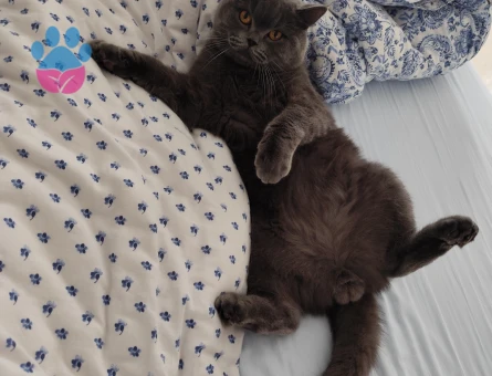 Kedime eş arıyorum