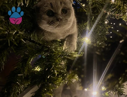 10 aylık dişi kedimize eş arıyoruz