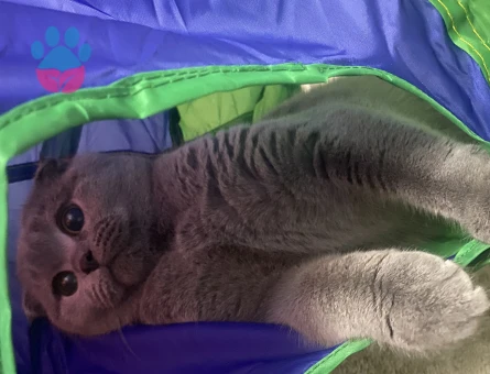 10 aylık dişi kedimize eş arıyoruz