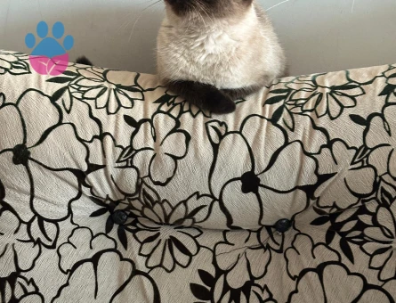 Kızımız için eş arıyoruz