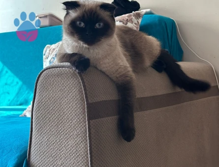 Kızımız için eş arıyoruz