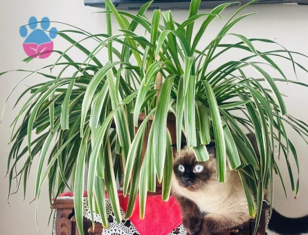 Kızımız için eş arıyoruz