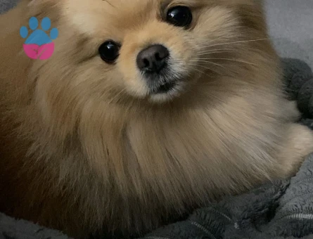 Erkek poomeranian dişi arıyoruz