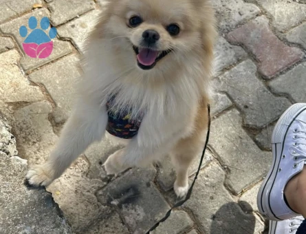 Erkek poomeranian dişi arıyoruz