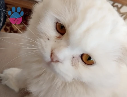 British longhair 8 Aylık Kedim Eş Arıyor