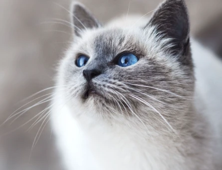British Shorthair 1 Yaşındaki Kedim Eş Arıyor - 118983362
