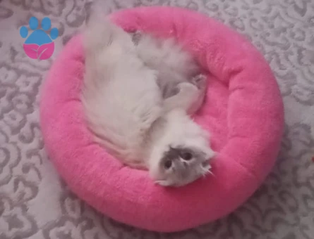 Erkek Eş olabilecek scottish arıyoruz