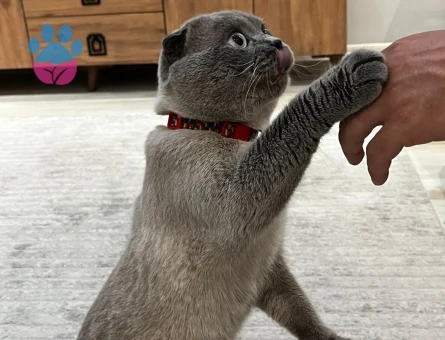 SCOTTİSH FOLD 2 YAŞINDA OĞLUMUZ OLLİE EŞ ARIYOR