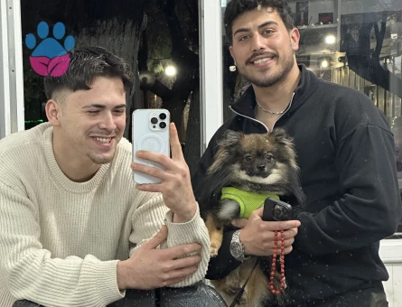 Laki Mantino 1,5 Yaşında Kızgınlıkta