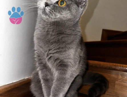 British Shorthair Gri Dişi Kedime Eş Arıyorum
