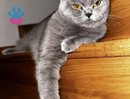 British Shorthair Gri Dişi Kedime Eş Arıyorum