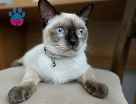 Siyam Erkek Kedi İçin Eş Aranıyor