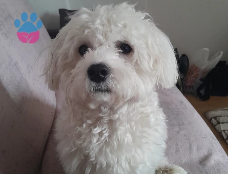 Maltipoo Tofu 1 Yaşında Eş Arıyor