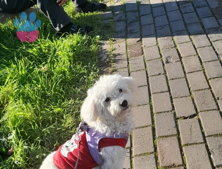 Maltipoo Tofu 1 Yaşında Eş Arıyor