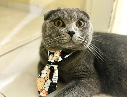 Scottish Fold Oğlumuza Eş Arıyoruz - 118968371