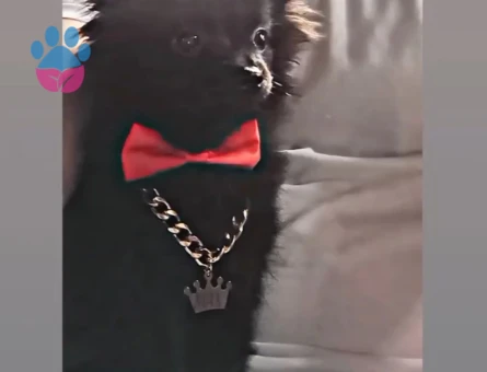 Pomeranian Boo 1 Yaşında Eş Arıyor