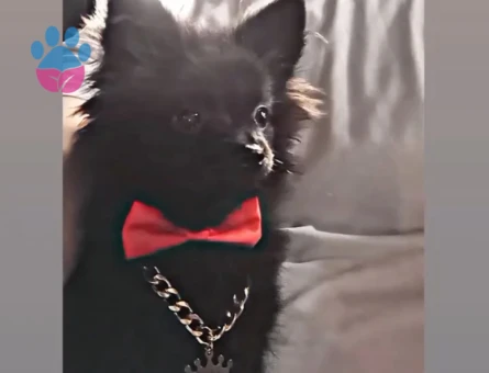 Pomeranian Boo 1 Yaşında Eş Arıyor