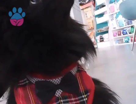 Pomeranian Boo 1 Yaşında Eş Arıyor